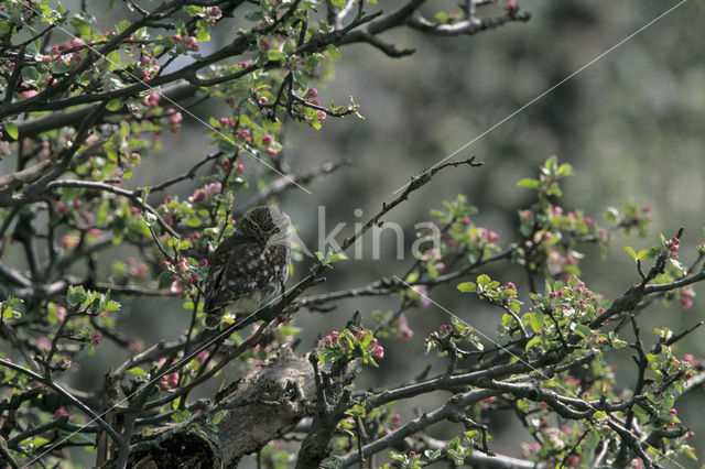 Steenuil (Athene noctua)