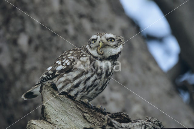 Steenuil (Athene noctua)