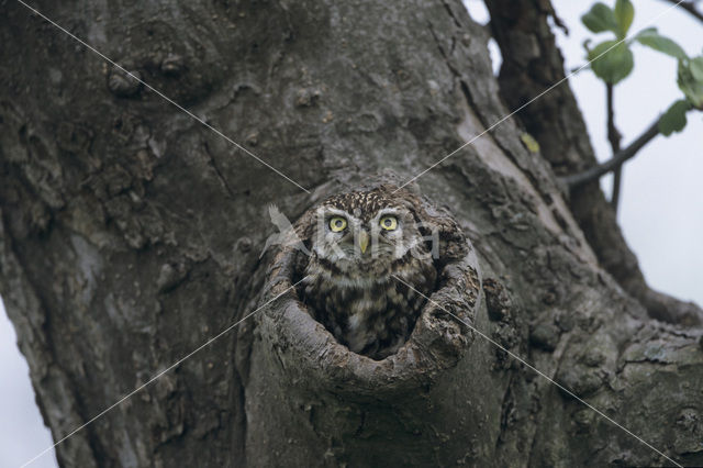 Steenuil (Athene noctua)