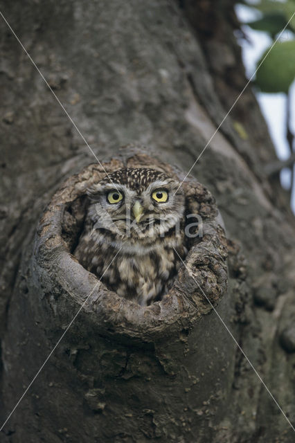 Steenuil (Athene noctua)