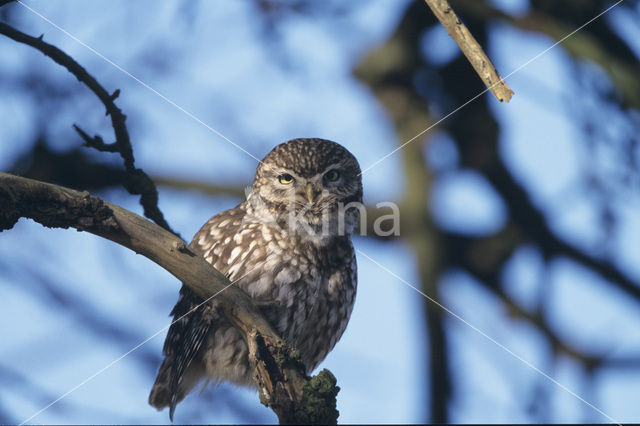 Steenuil (Athene noctua)