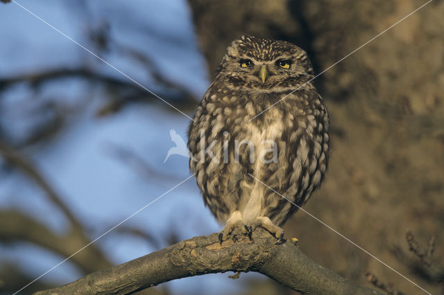 Steenuil (Athene noctua)