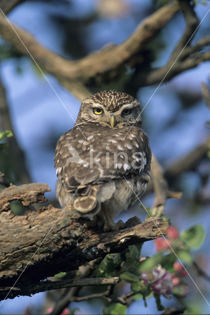 Steenuil (Athene noctua)