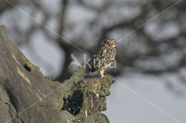 Steenuil (Athene noctua)