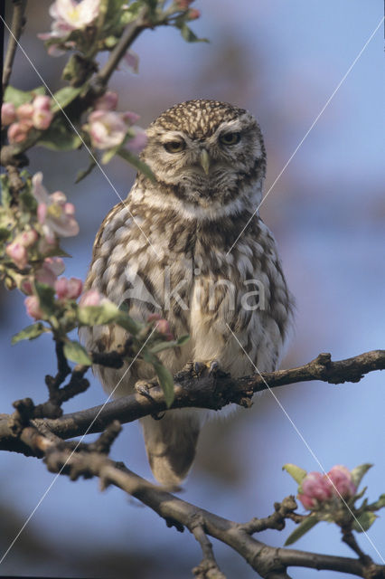 Steenuil (Athene noctua)