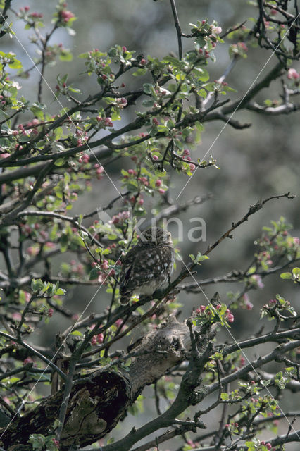 Steenuil (Athene noctua)