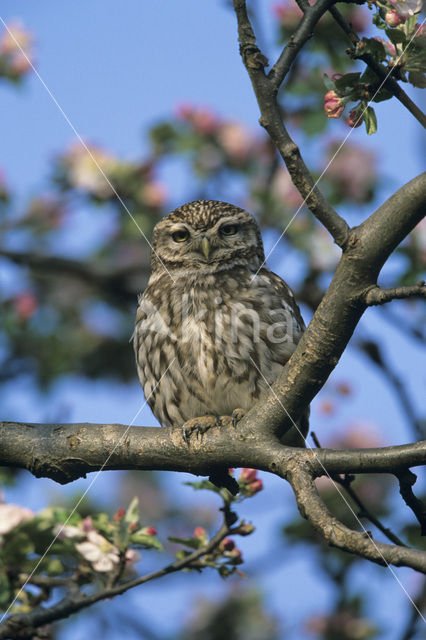 Steenuil (Athene noctua)