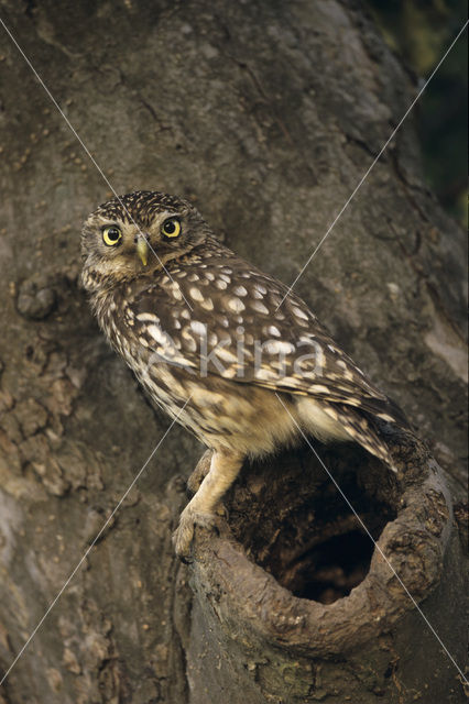 Steenuil (Athene noctua)