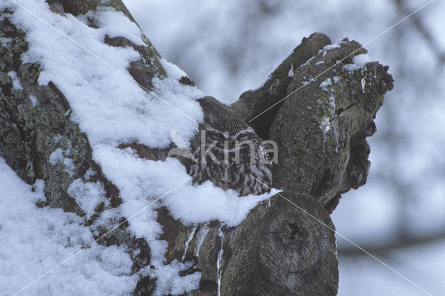 Steenuil (Athene noctua)