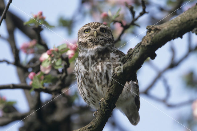 Steenuil (Athene noctua)