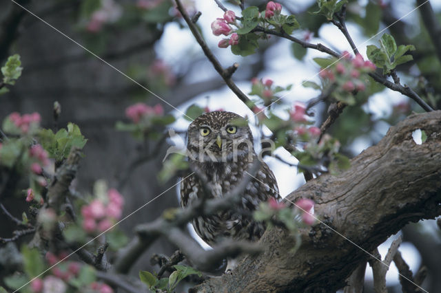 Steenuil (Athene noctua)