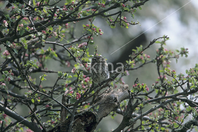 Steenuil (Athene noctua)