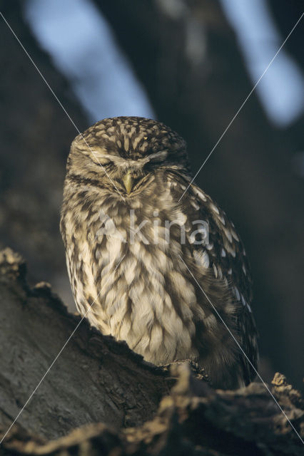 Steenuil (Athene noctua)