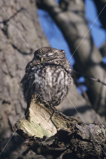 Steenuil (Athene noctua)