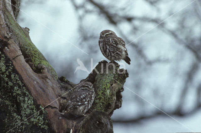 Steenuil (Athene noctua)