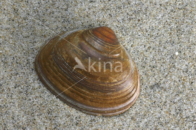 Stevige strandschelp (Spisula solida)