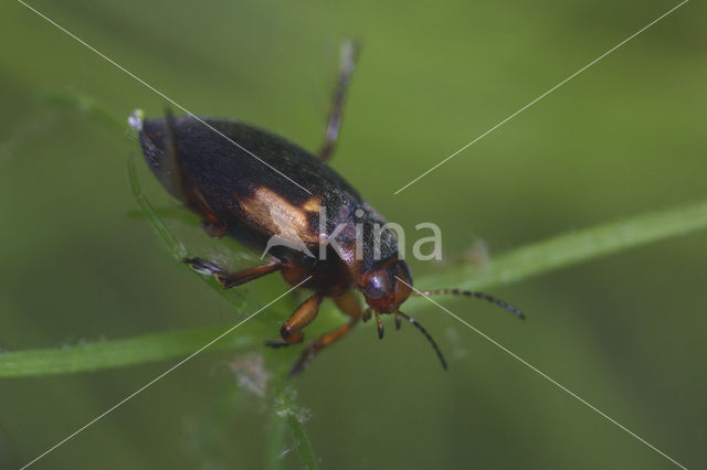 Suphrodytes dorsalis