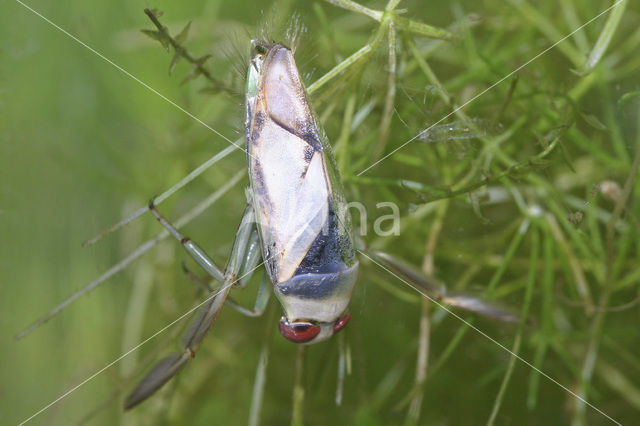 Tenger bootsmannetje (Notonecta viridis)