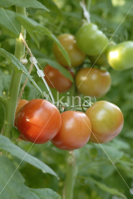 Tomaat (Solanum lycopersicum)