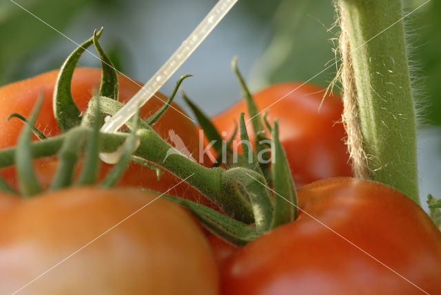 Tomaat (Solanum lycopersicum)