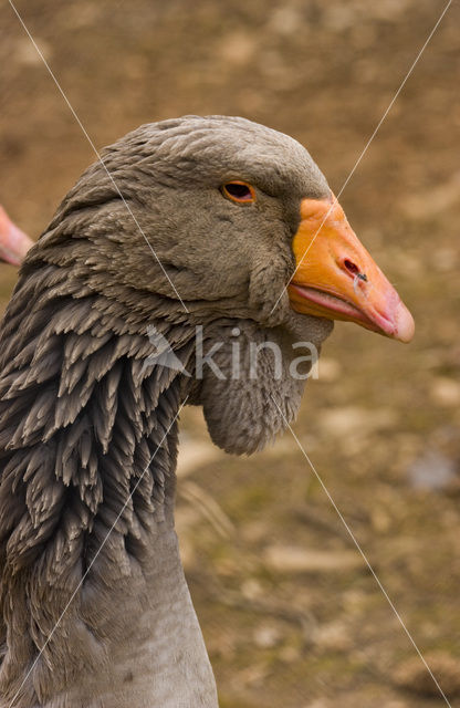 Toulouse gans (Anser anser f. domestica)