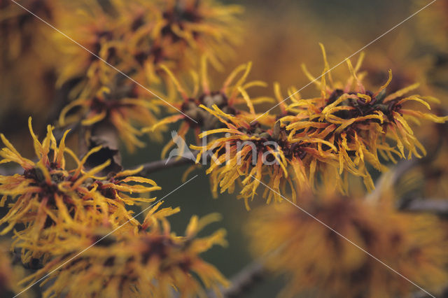 Chinese witchhazel (Hamamelis mollis)