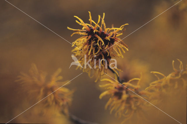 Chinese witchhazel (Hamamelis mollis)