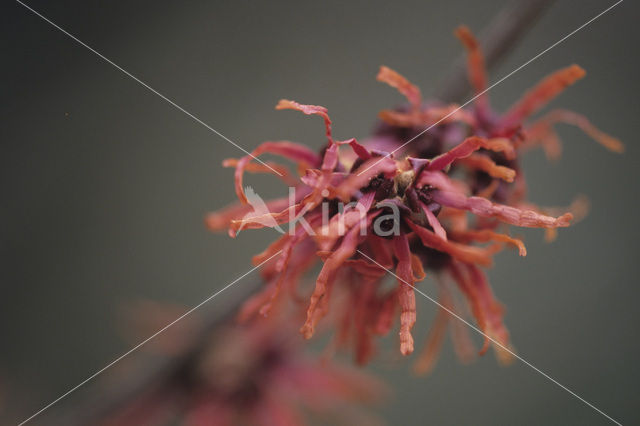 Chinese witchhazel (Hamamelis mollis)