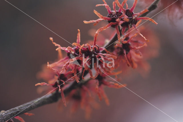 Chinese witchhazel (Hamamelis mollis)