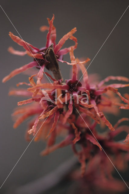 Toverhazelaar (Hamamelis mollis)