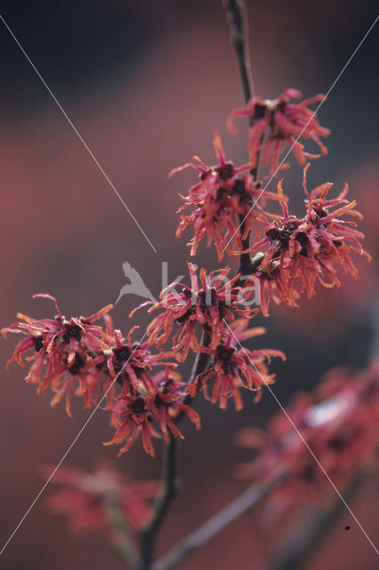 Chinese witchhazel (Hamamelis mollis)