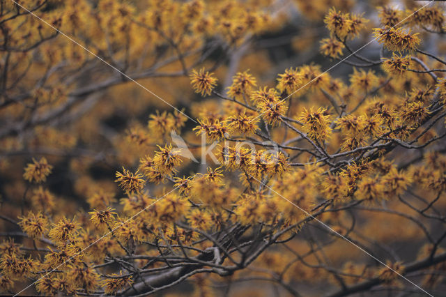 Toverhazelaar (Hamamelis mollis)