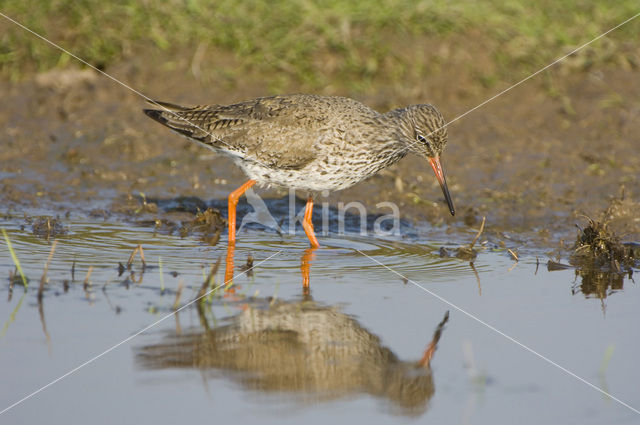 Tureluur (Tringa totanus)