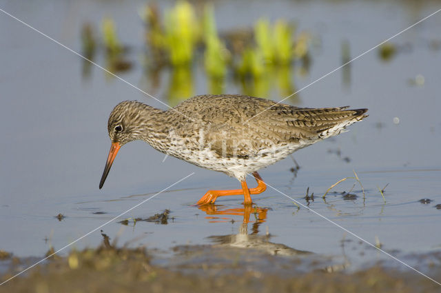 Common Redshank (Tringa totanus)