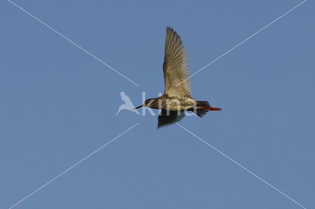 Common Redshank (Tringa totanus)