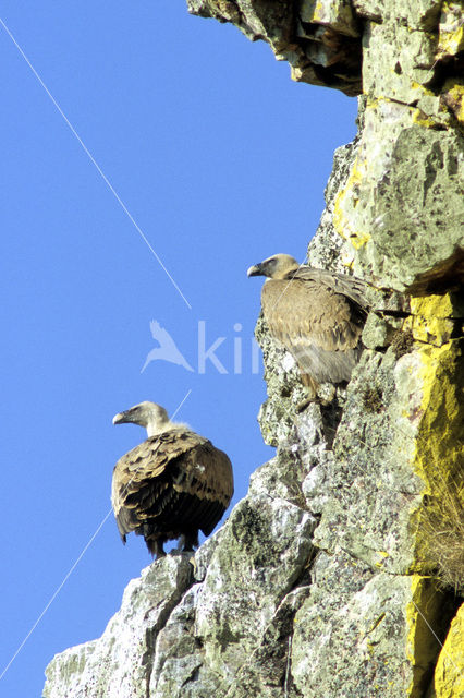 Vale Gier (Gyps fulvus)