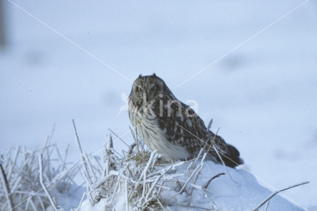 Velduil (Asio flammeus)