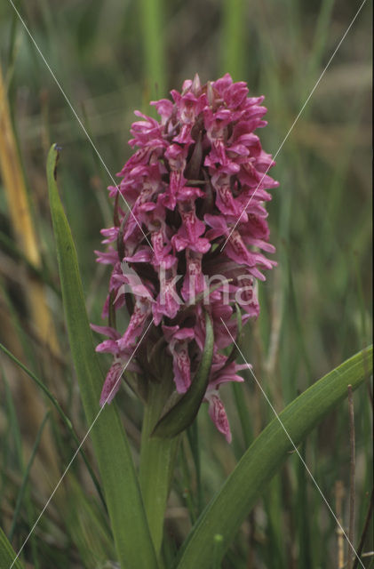 Early Marsh-orchid (Dactylorhiza incarnata)