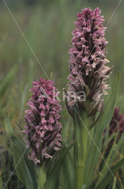 Vleeskleurige orchis (Dactylorhiza incarnata)