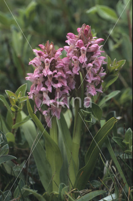 Vleeskleurige orchis (Dactylorhiza incarnata)