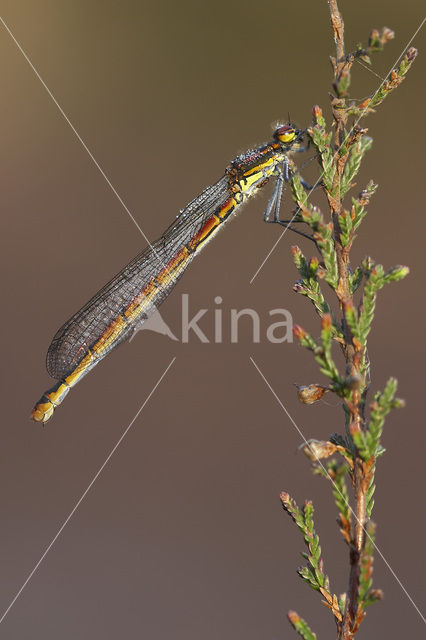 Vuurjuffer (Pyrrhosoma nymphula)