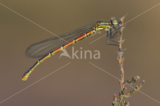 Vuurjuffer (Pyrrhosoma nymphula)