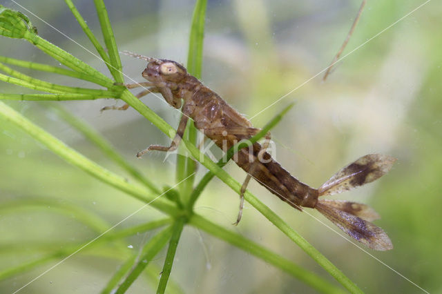 Vuurjuffer (Pyrrhosoma nymphula)