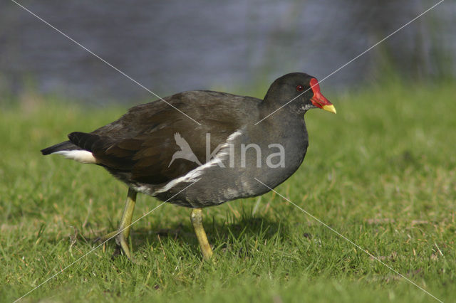 Waterhoen (Gallinula chloropus)