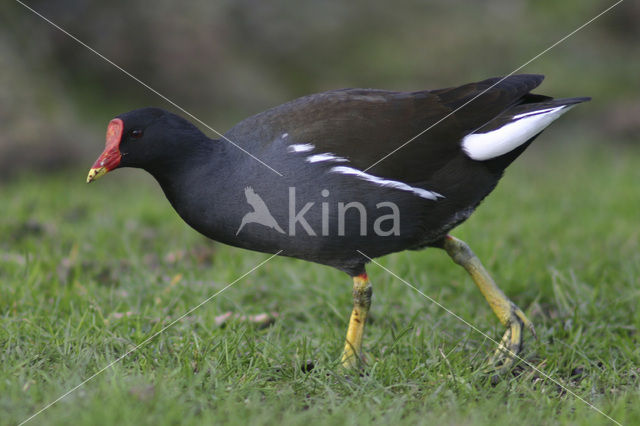 Waterhoen (Gallinula chloropus)