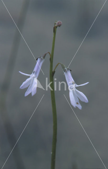 Waterlobelia (Lobelia dortmanna)