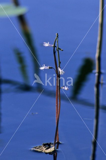 Waterlobelia (Lobelia dortmanna)