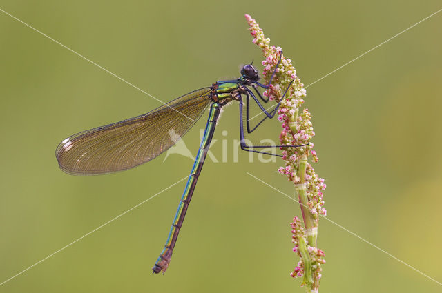 Weidebeekjuffer (Calopteryx splendens)