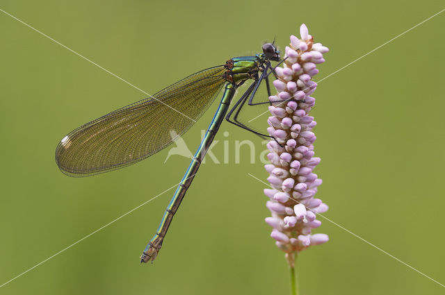 Weidebeekjuffer (Calopteryx splendens)