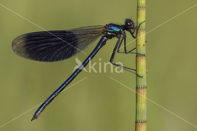 Weidebeekjuffer (Calopteryx splendens)